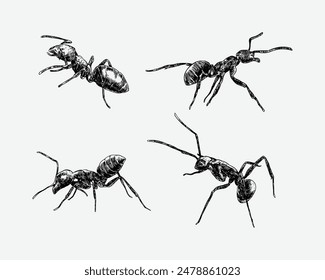 Set of hand drawn engraving of an ant. isolated on white background. insect, animal concept. black and white vector illustration.