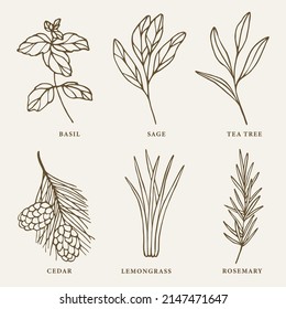 Set of hand drawn essential oil plants