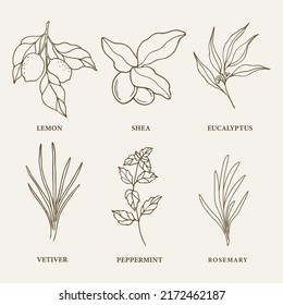 Set of hand drawn essential oil and cosmetic plants. Lemon, shea, eucalyptus, vetiver, mint, rosemary svg