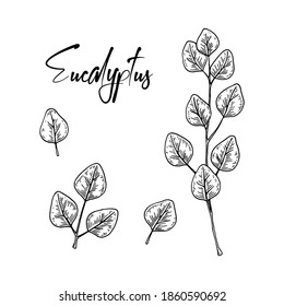 Set of hand drawn eucalyptus branches with leaves isolated on white background. Vector illustration in sketch style
