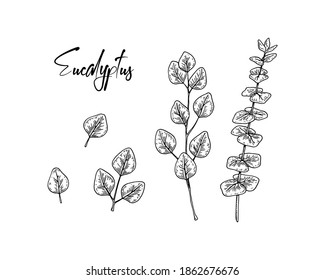 Set of hand drawn eucalyptus branches with leaves isolated on white background. Vector illustration in sketch style