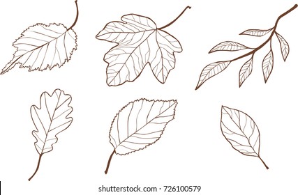 Set Of Hand Drawn Fall Vector Leaves.