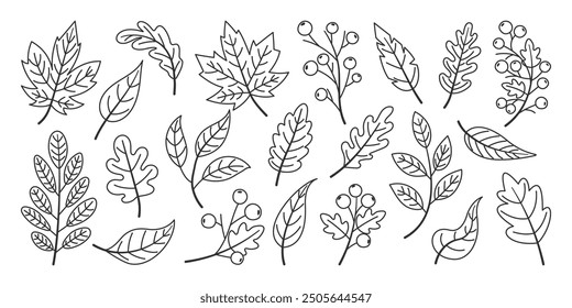 Set of hand drawn fallen autumn leaves, line art style