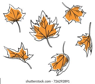 Set of hand drawn falling maple leaves isolated on white. Natural graphic design elements scketched with inc. Different shapes and angles.