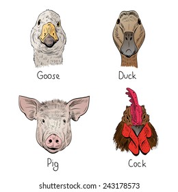 Set of hand drawn farm animals, vector illustration