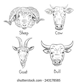 Set of hand drawn farm animals, vector illustration