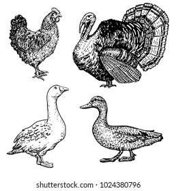 Set of hand drawn farm birds. Chicken, turkey, goose, duck. Butcher shop design template for craft meat packaging. Craft style. Vector illustration