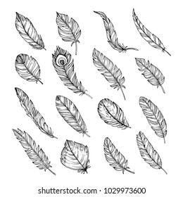 Set of  hand drawn feathers isolated on white bacground.Vintage engraving illustration. Beautiful feathers in sketch style.