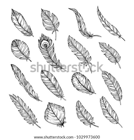 Set of  hand drawn feathers isolated on white bacground.Vintage engraving illustration. Beautiful feathers in sketch style.