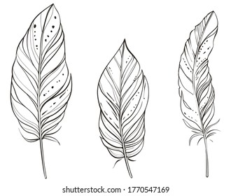 Set of hand drawn feathers, vector