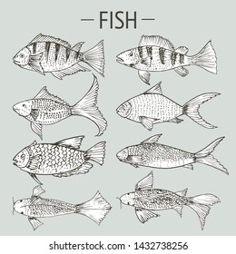 Set of hand drawn fish, Healthy food drawings set elements for menu design. Vector illustration.