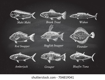 Set of hand drawn fish on a black chalkboard.