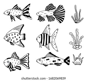 Set of hand drawn fish and seaweed isolated on a white background. Doodle, simple outline illustration.
