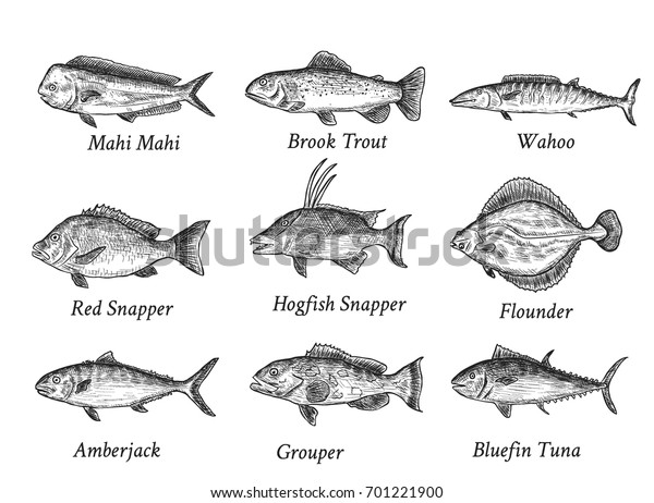 Set Hand Drawn Fish Sketch Tuna Stock Vector (royalty Free) 701221900 