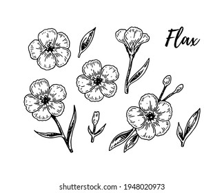 Set of hand drawn flax flowers. Vector illustration in sketch style for linen seeds and oil packaging