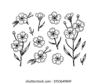 Set of hand drawn flax flowers and branches. Vector illustration in sketch style for linen seeds and oil packaging