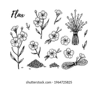 Set of hand drawn flax flowers, branches and seeds. Vector illustration in sketch style for linen seeds and oil packaging