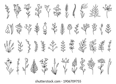 Set of hand drawn floral decoration elements. Doodle botanical collection with branches, leaves, herbs, wild flowers foliage. Meadow plants. Vector vintage template for cards, invitations, quotes, fra