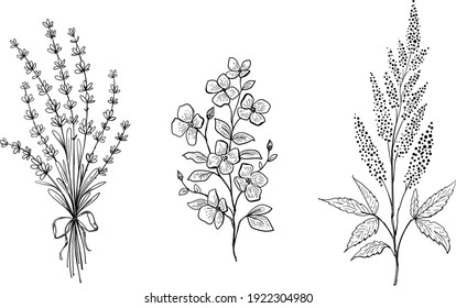 Set of hand drawn floral elements. Vector plants isolated. Lavender bouquet, branch of apple flowers, garden herb