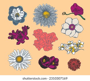 Set of Hand drawn flower botanical drawing isolated on bright background.