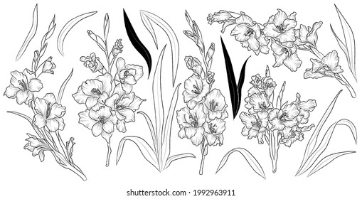 Set of hand drawn flower gladiolus and leaves. Isolated vector. Black outline plant on white background.