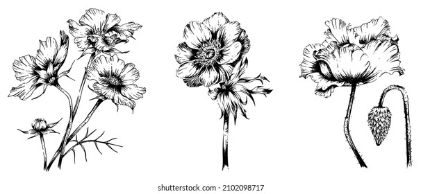 set of hand drawn flower illustrations with engraved style, isolated on white background, cosmos, anemone, poppy