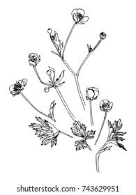 Set of hand drawn flower and leaves of paigle. Sketch style. Vector illustration. Black hand drawn image.
