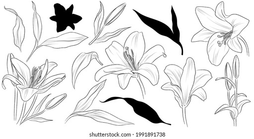 Set of hand drawn flower lily and leaves. Isolated vector. Black outline plant on white background.