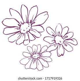 Set hand drawn flowers, chamomile vector illustration.