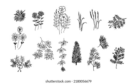 Set of Hand Drawn Flowers Collection. Black Silhouette of Flower or Herbs Isolated on White Background. Floral Sketch
