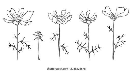 Set hand drawn flowers, cosmea, chamomile. illustration isolated on a white background.