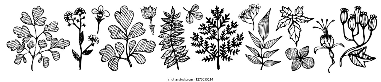 Set of hand drawn flowers in doodle style with leaves for your design. Small black and white flowers. Modern floral background. Vector fashion print for textile.