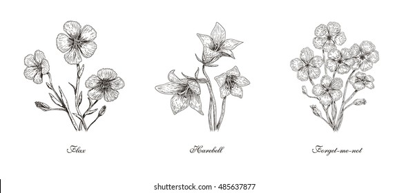 A set of hand drawn flowers: flax, harebell and forget me not