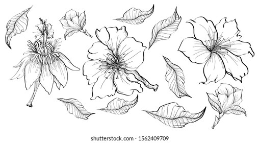 Set of hand drawn flowers. Isolated outline roses against white background. Vector bouquet of sketch roses and branches. Botanical set monochrome of elements for design with tropical plants