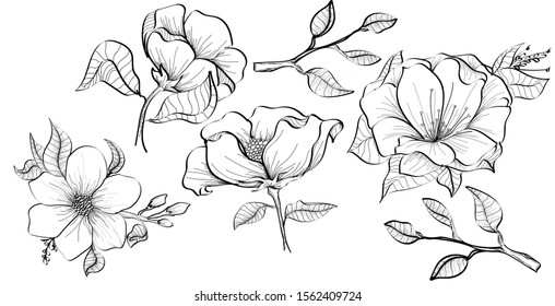 Set of hand drawn flowers. Isolated outline roses against white background. Vector bouquet of sketch roses and branches. Botanical set monochrome of elements for design with tropical plants