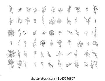 Set of hand drawn flowers and leaves. Cute floral elements. Plant doodles. Isolated vector illustration