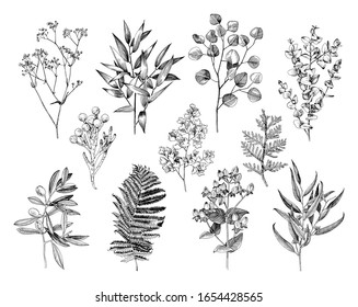 Set of hand drawn flowers, leaves and branches. Decorative greenery. Sketched vector illustration. Great for wedding invitation, textile, summer decoration designs