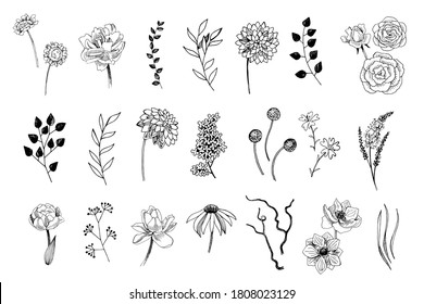 Set of hand drawn flowers, leaves and plants. Monochrome vector graphic