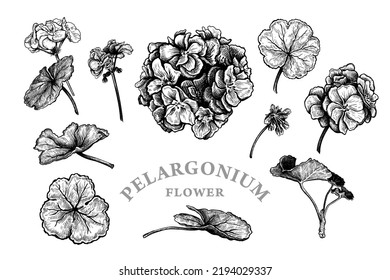 Set of hand drawn flowers and leaves of Pelargonium or Geranium. Vector illustration of Medical herbs and plants elements for floral design. Black and white sketch  isolated on a white background
