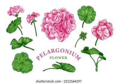 Set of hand drawn flowers and leaves of pink Pelargonium or Geranium. Vector illustration of Medical herbs and plants elements for floral design. Colored sketch isolated on a white background