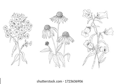 Set hand drawn flowers on white isolated background. Phlox, of Echinacea and a bell black and white vector graphics