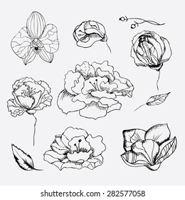 Set Of Hand Drawn Flowers . Orchid , Peony , Rose, Sketch. Vector Eps- 10