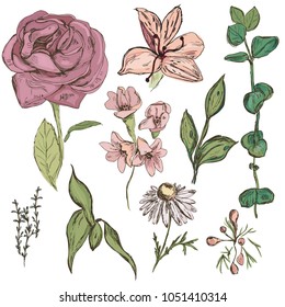 Set of hand drawn flowers and plants for creating weding invitations or other design