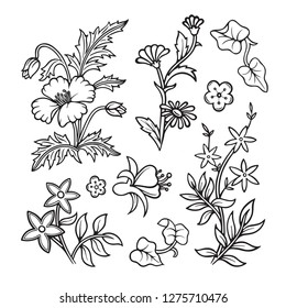 Set of hand drawn flowers and plants illustrations. Floral ornament constructor.