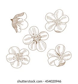Set of hand drawn flowers of plums isolated on white background. Art vector illustration