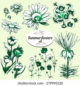 Set of hand drawn flowers  primrose, daisy, tulip, Fritillaria imperialis