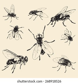 Set of hand drawn fly, vector illustration