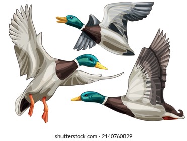 A set of hand drawn flying ducks