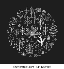 Set of hand drawn forest tree leaves. Round composition from vector decorative elements of nature. Illustration of beech, chestnut, linden, oak, willow, birch, hawthorn, maple, hornbeam, ash-tree leaf