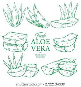 Set of hand drawn fresh and cut Aloe vera outline drawing illustration